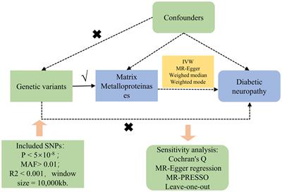 Causal association between matrix metalloproteinases and diabetic neuropathy: a two-sample Mendelian randomization study